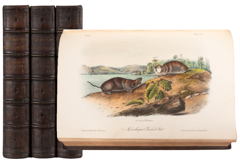 John James Audubon and John Bachman. The Quadrupeds of North America. 