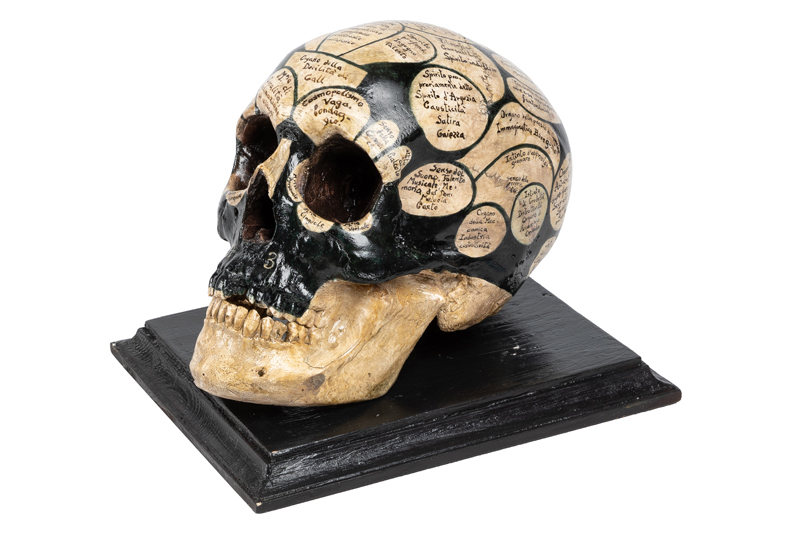 Antique Italian Phrenology Skull.